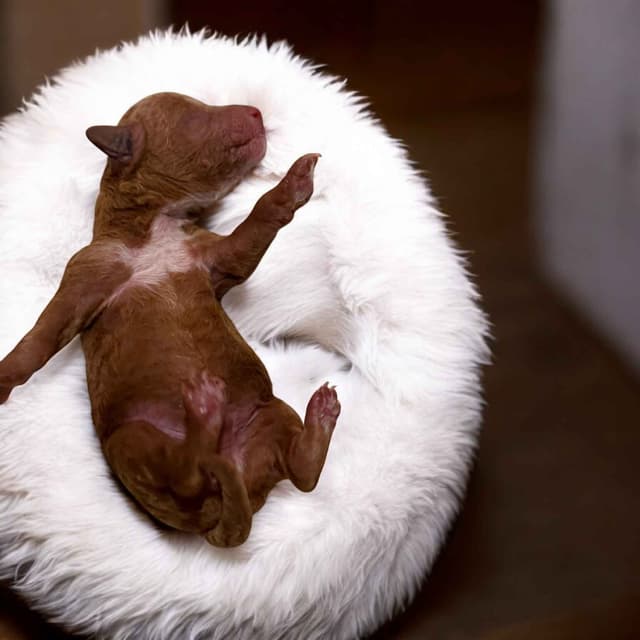 Poodle Puppies media 5