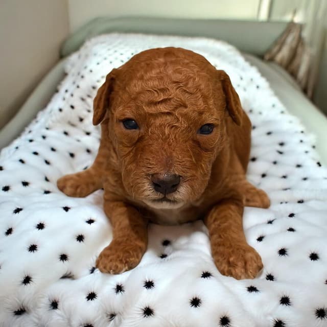 Poodle Puppies media 6