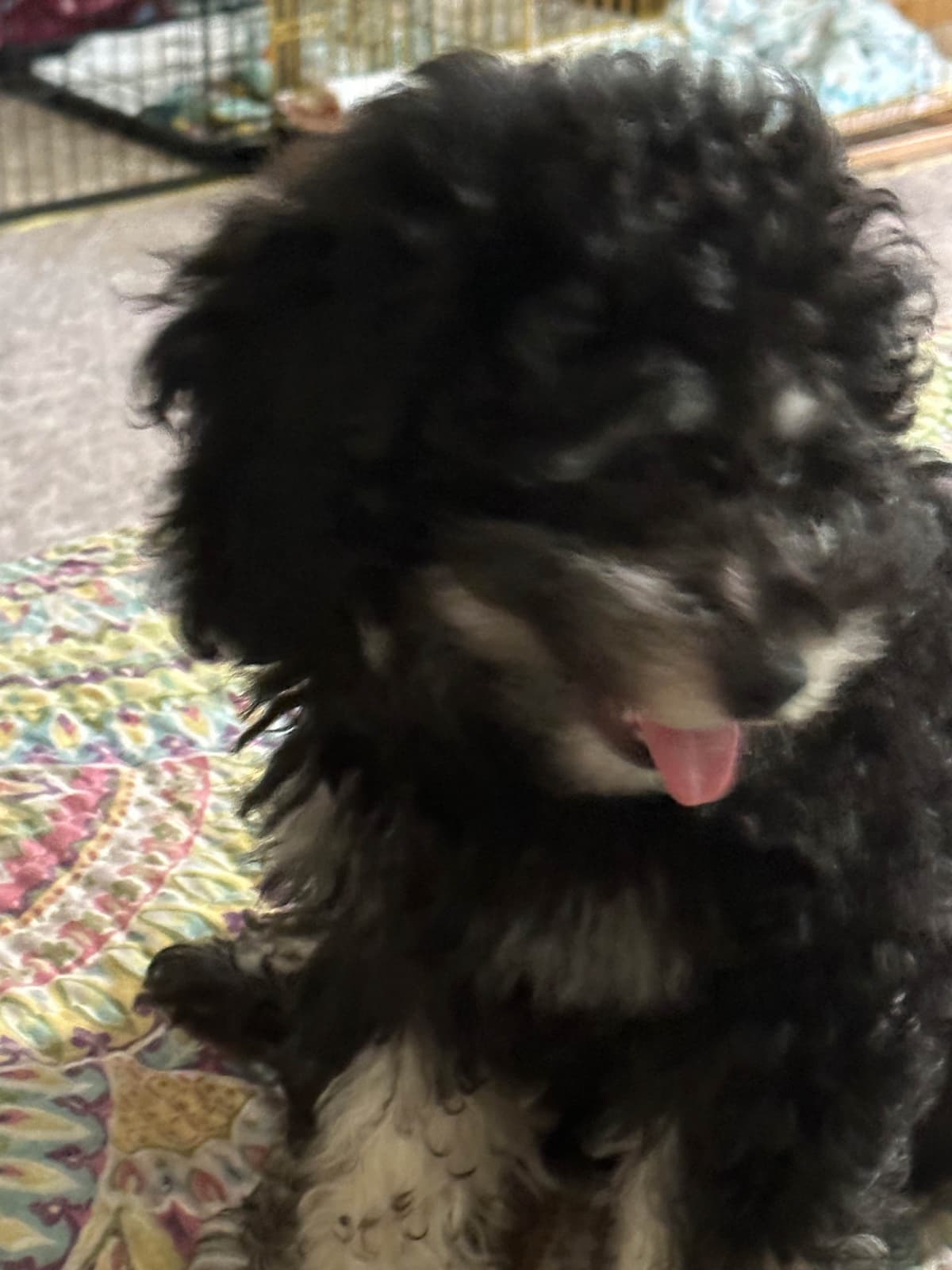 Toy Poodle Puppies waiting for Love in Virginia Beach, Virginia breeder image 4