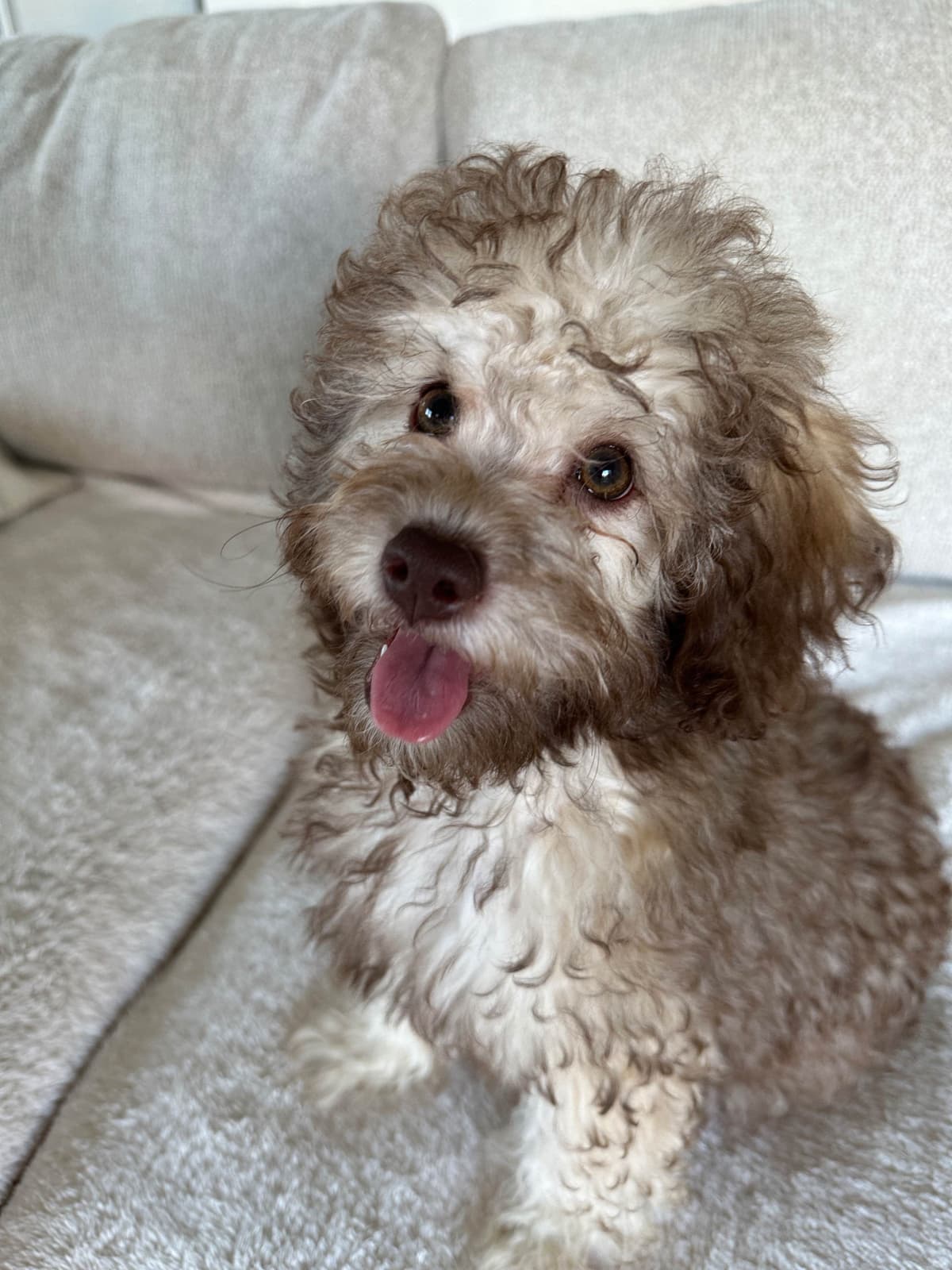 Toy Poodle Puppies waiting for Love in Virginia Beach, Virginia breeder image 6
