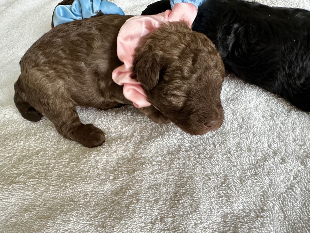 Toy Poodle Puppies waiting for Love in Virginia Beach, Virginia breeder image 5