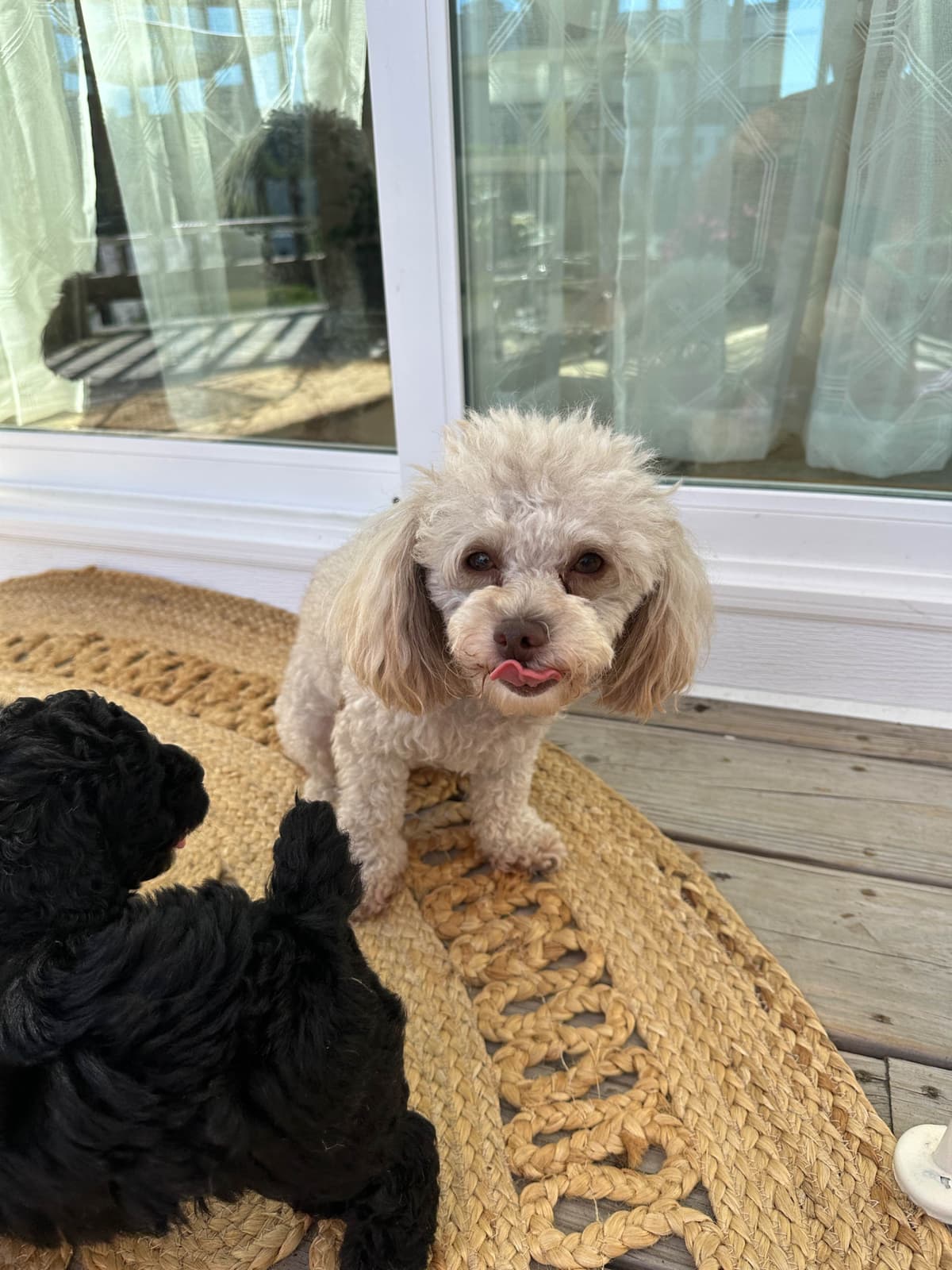 Toy Poodle Puppies waiting for Love in Virginia Beach, Virginia breeder image 8