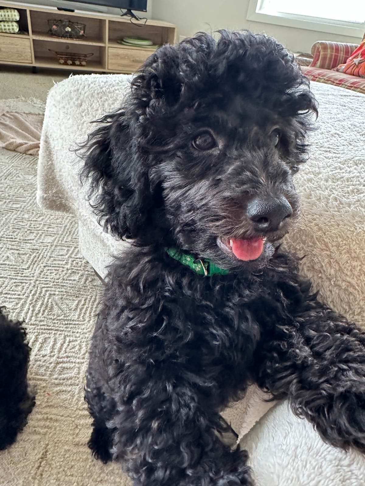 Toy Poodle Puppies waiting for Love in Virginia Beach, Virginia breeder image 10