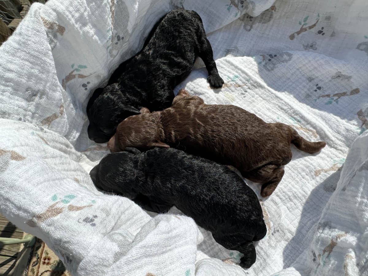 Toy Poodle Puppies waiting for Love in Virginia Beach, Virginia breeder image 11