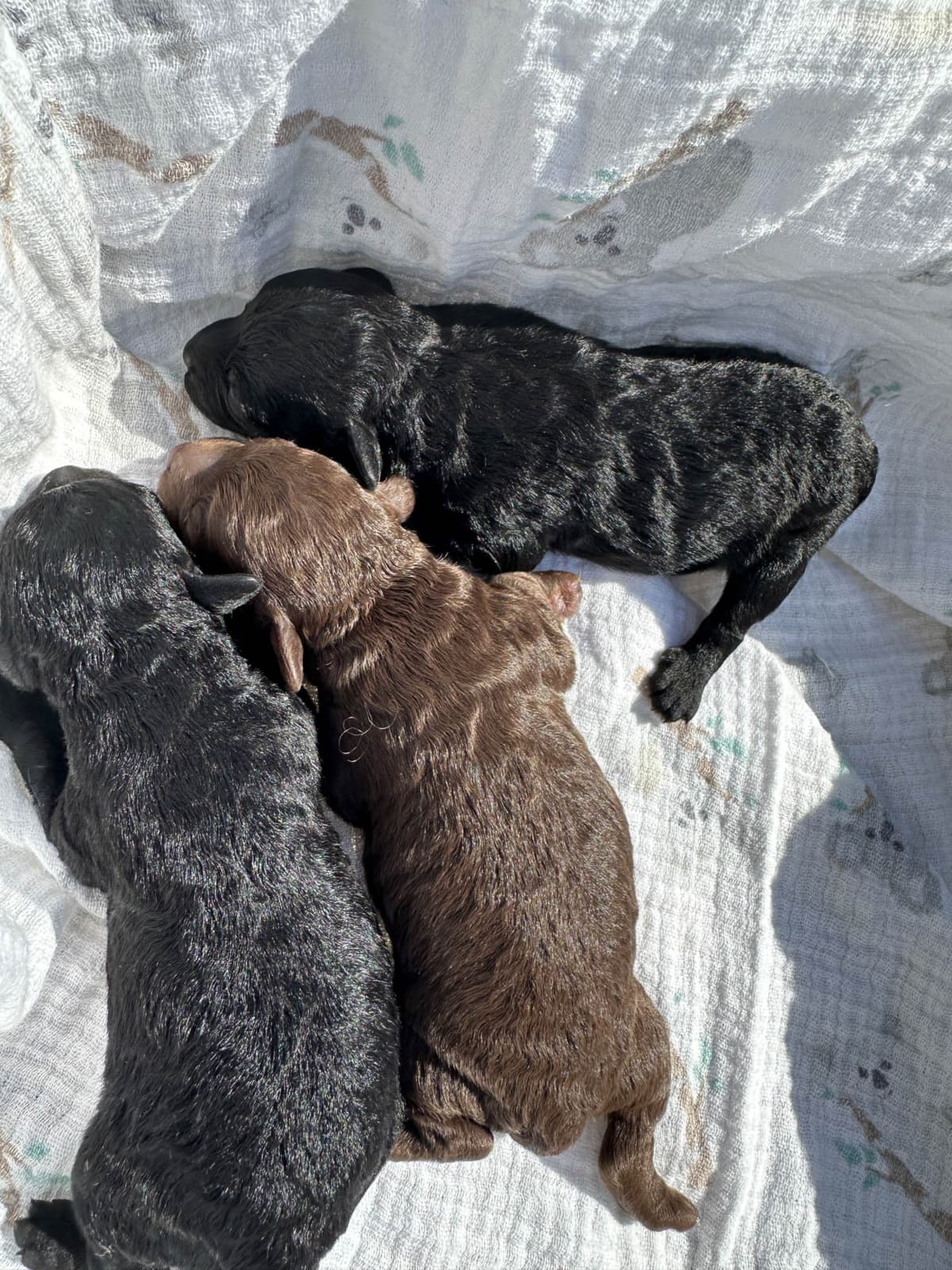 Toy Poodle Puppies waiting for Love in Virginia Beach, Virginia breeder image 12