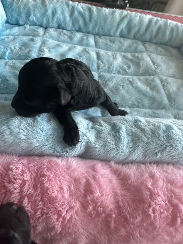Toy Poodle Puppies waiting for Love in Virginia Beach, Virginia media 3