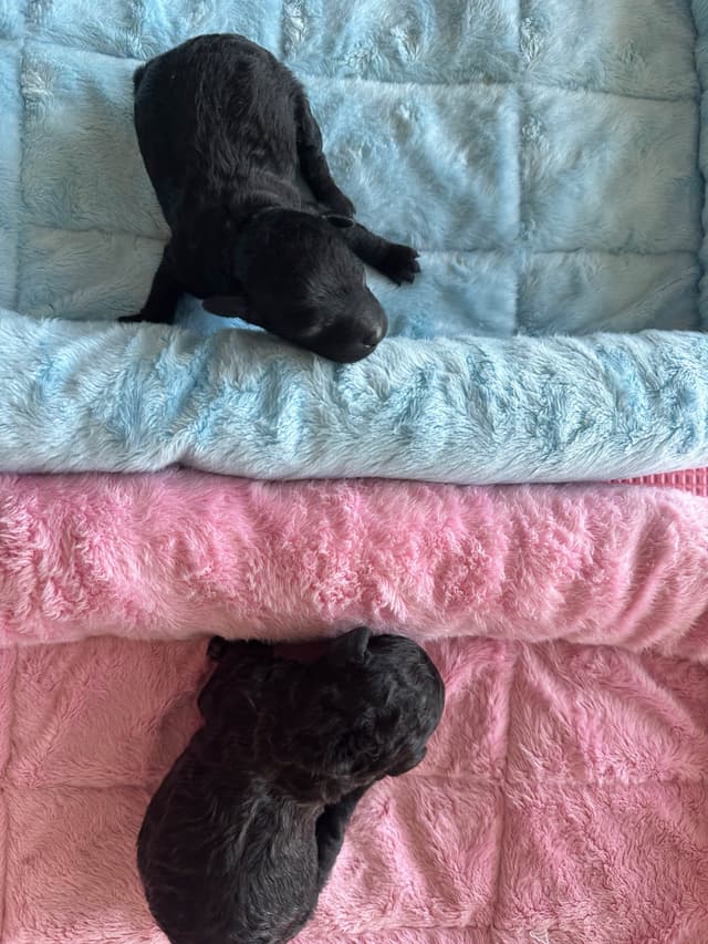 Toy Poodle Puppies waiting for Love in Virginia Beach, Virginia media 2