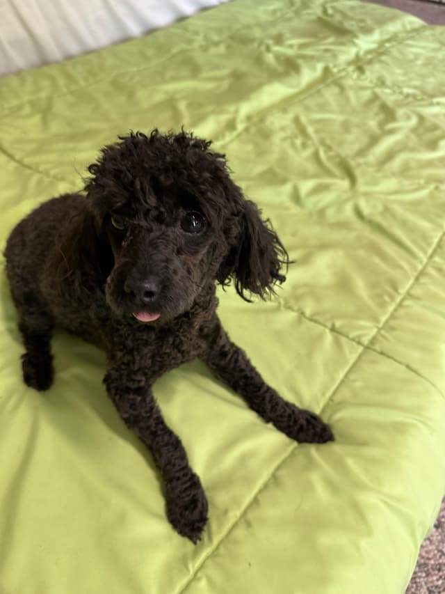 Toy Poodle Puppies waiting for Love in Virginia Beach, Virginia media 8