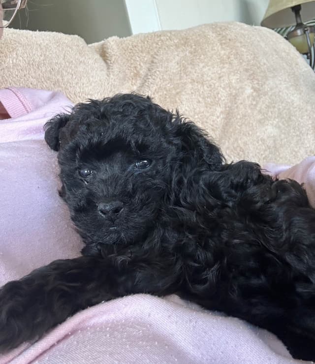 Toy Poodle Puppies waiting for Love in Virginia Beach, Virginia media 7