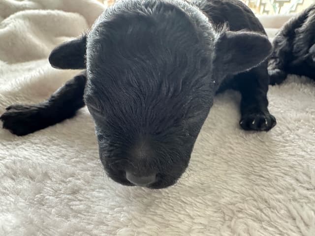 Toy Poodle Puppies waiting for Love in Virginia Beach, Virginia media 5