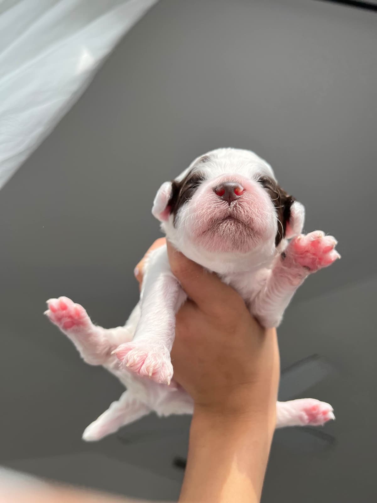 Poodle Puppies breeder image 7
