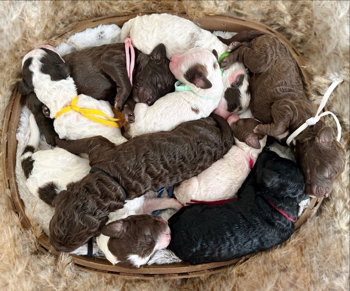 Poodle Puppies breeder image 8