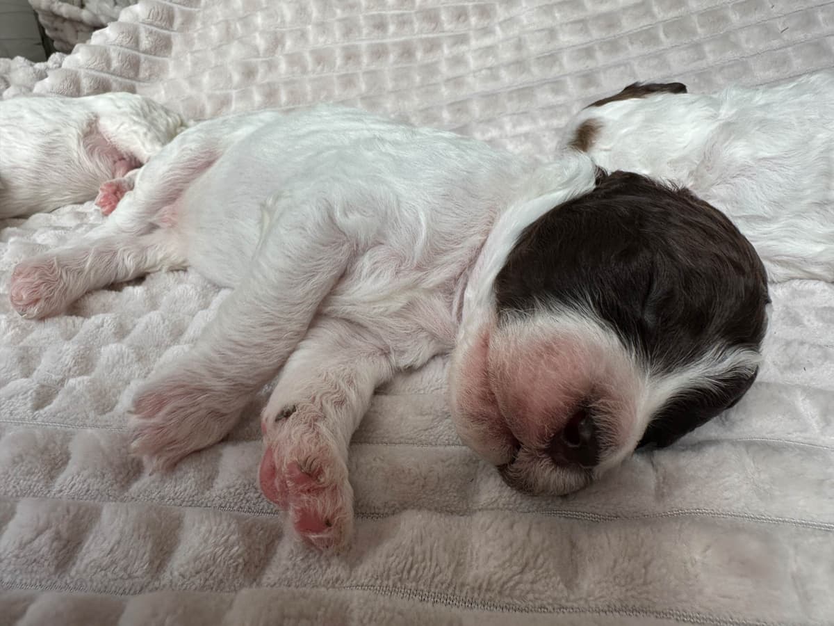 Poodle Puppies breeder image 9