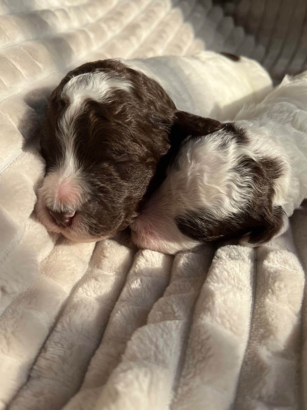 Poodle Puppies breeder image 10