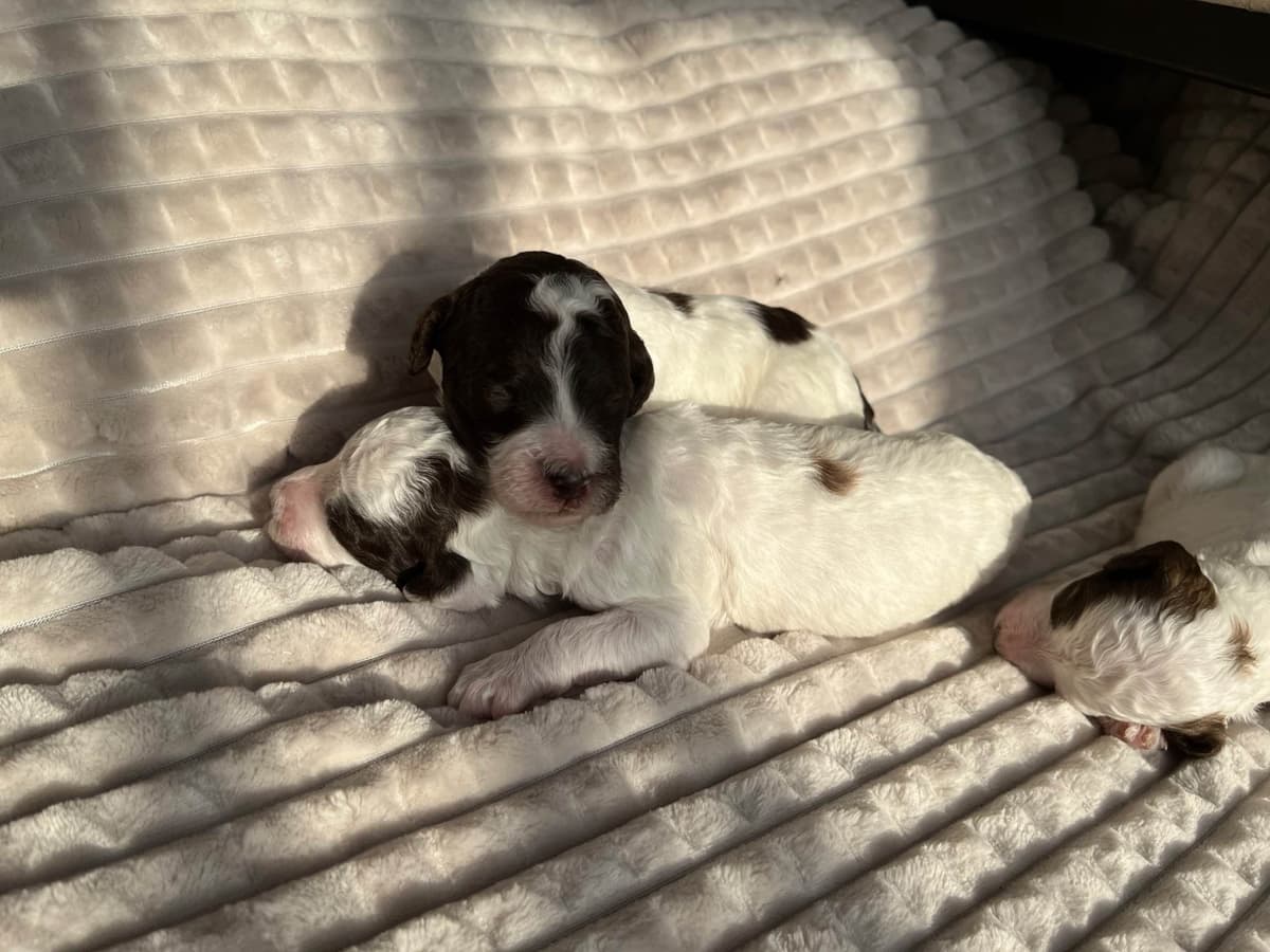 Poodle Puppies breeder image 11