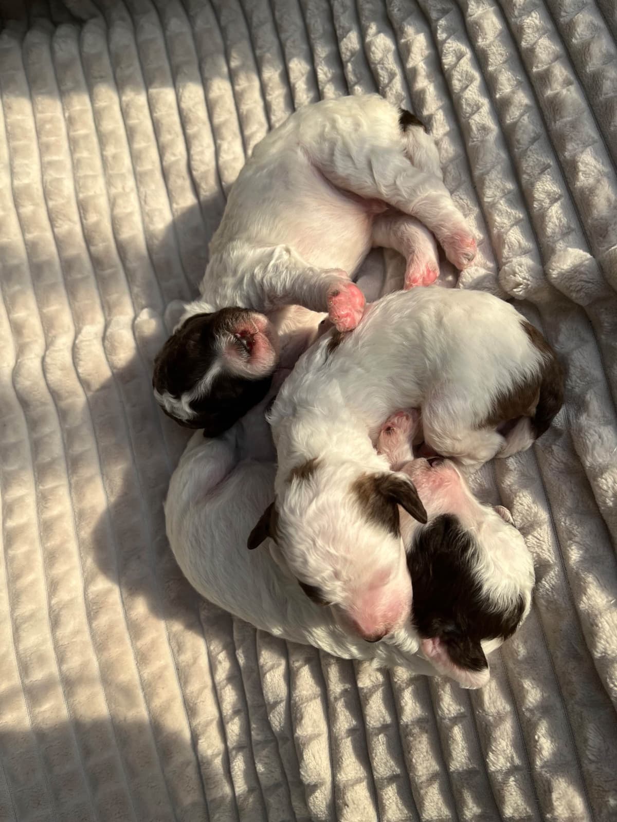 Poodle Puppies breeder image 12
