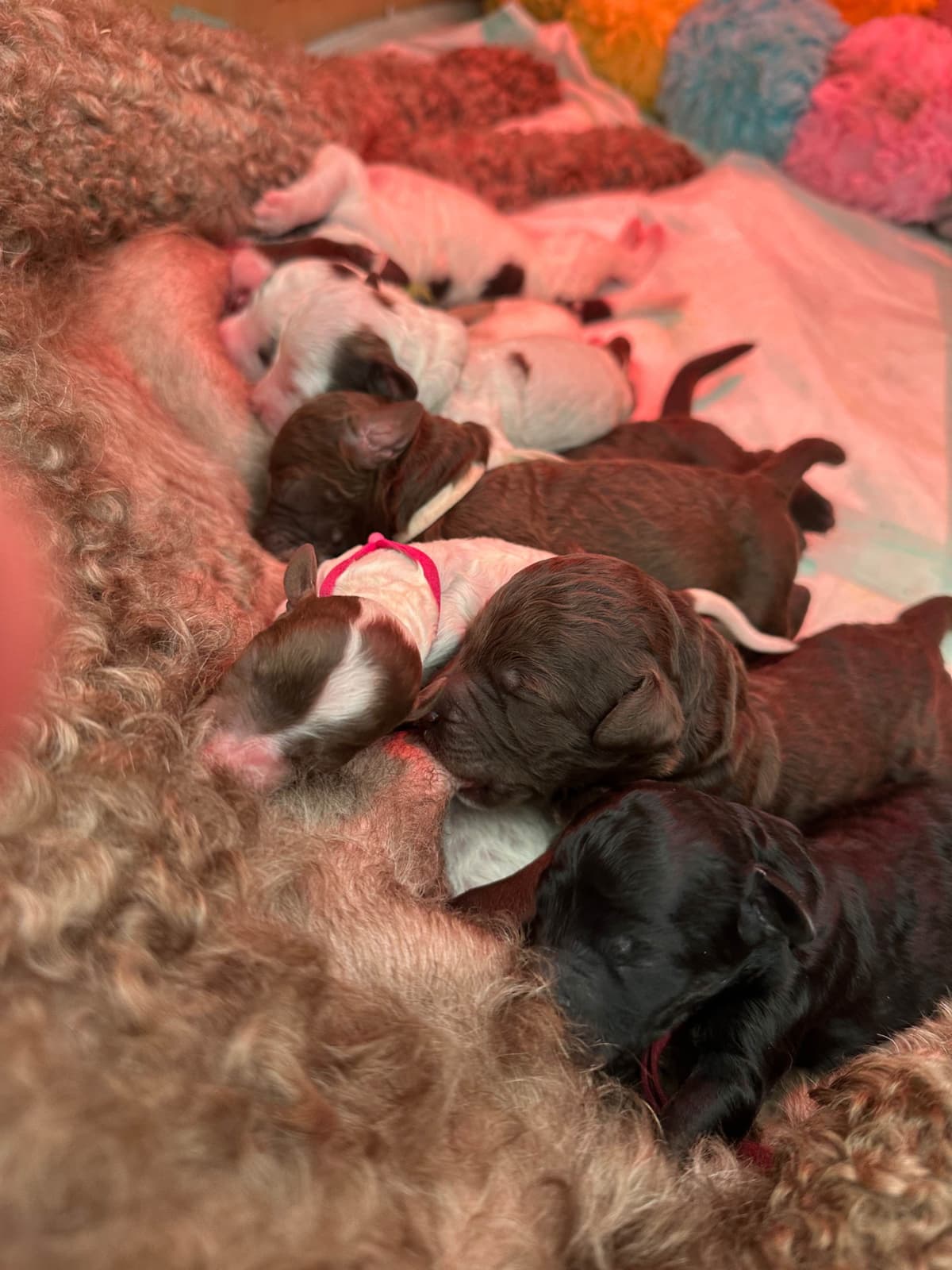 Poodle Puppies breeder image 14