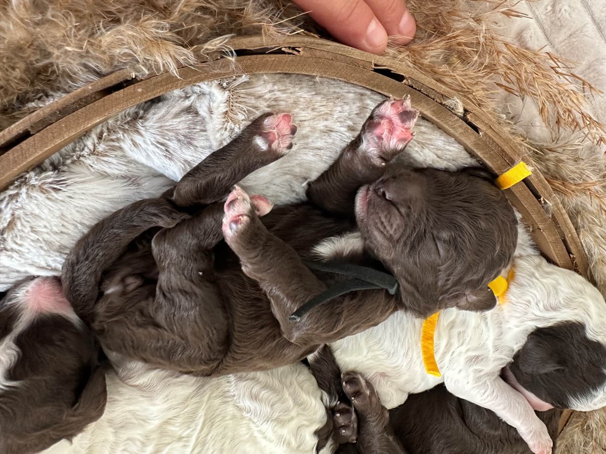 Poodle Puppies breeder image 13