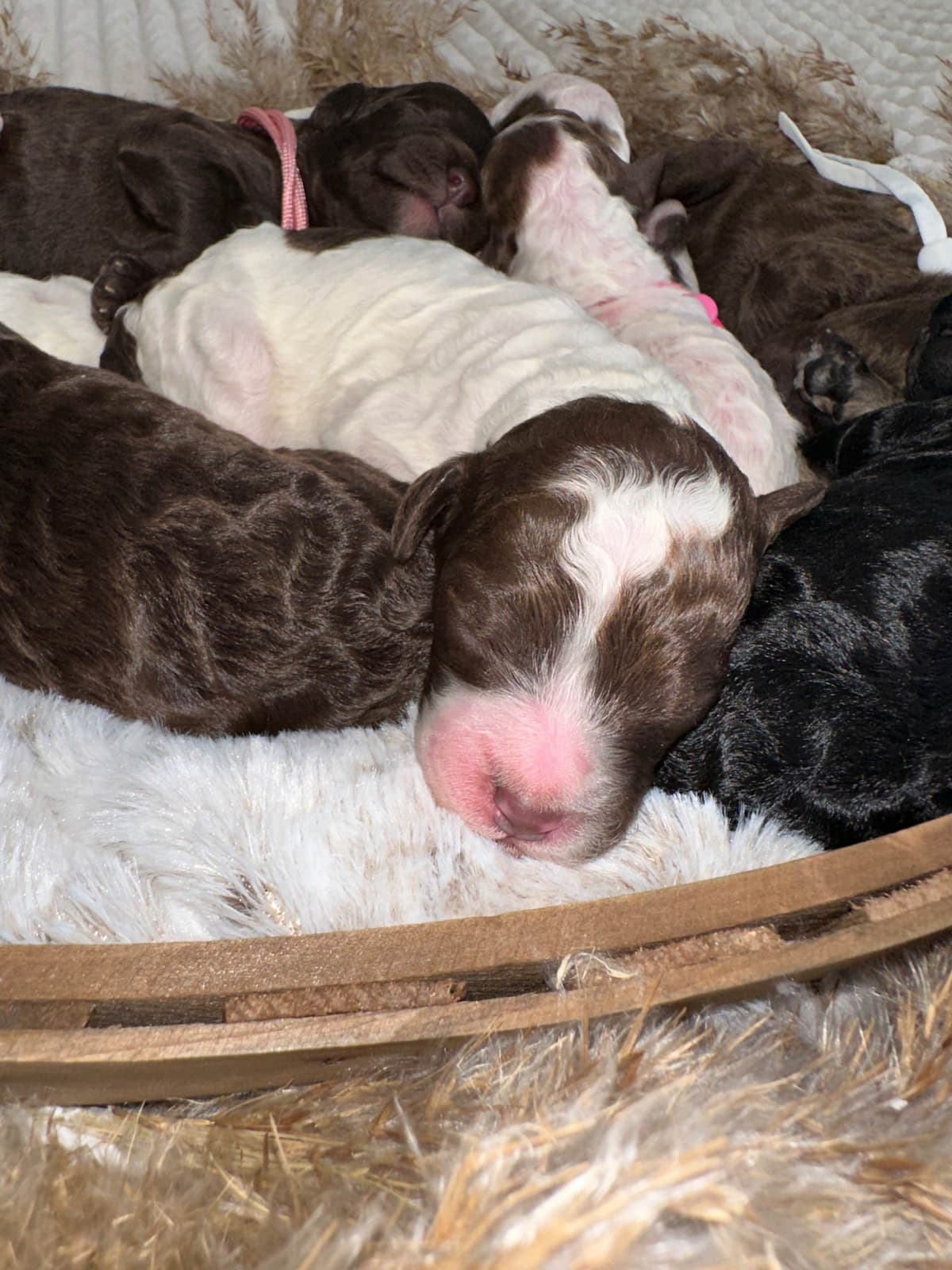 Poodle Puppies breeder image 16