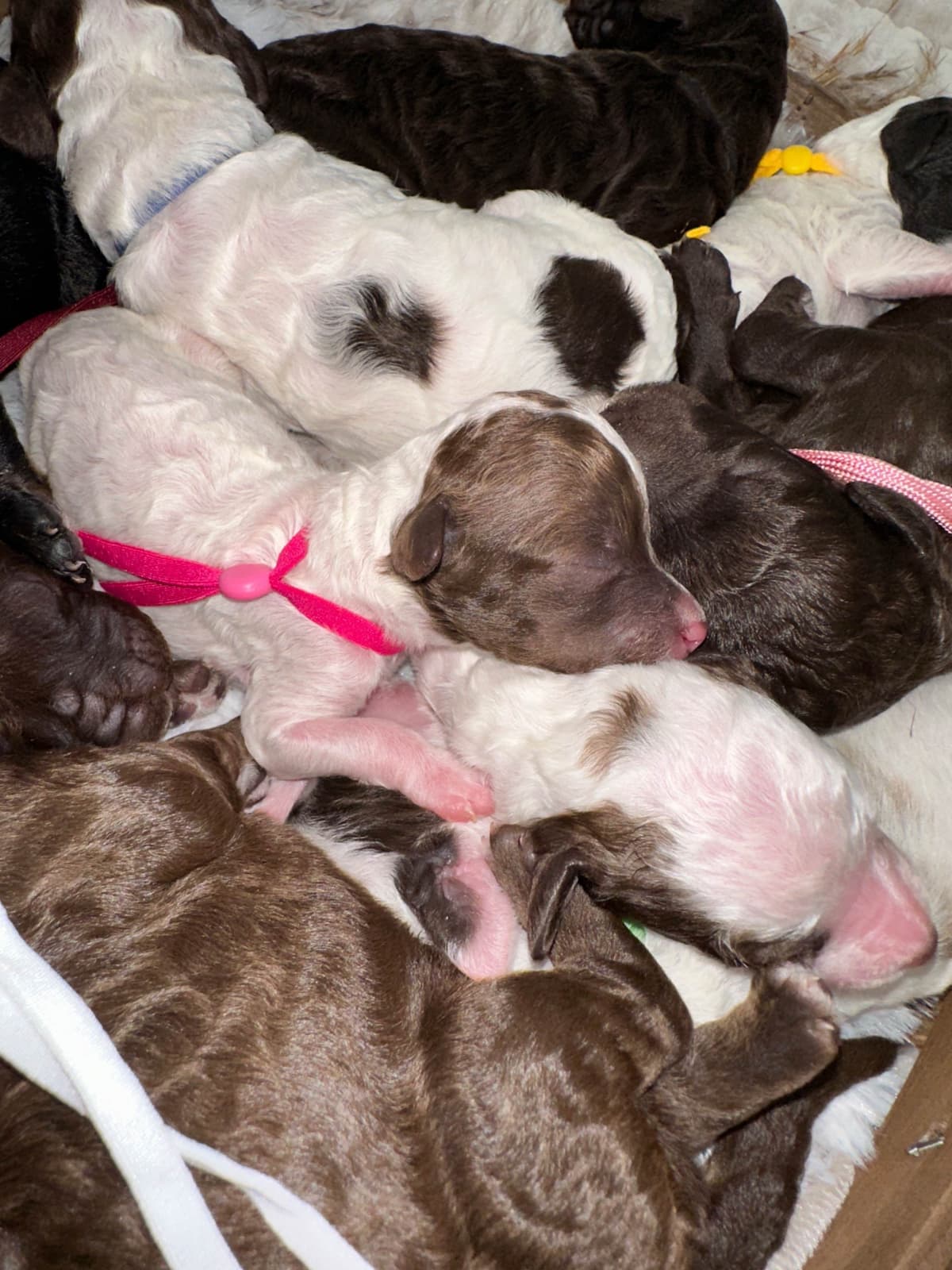 Poodle Puppies breeder image 15