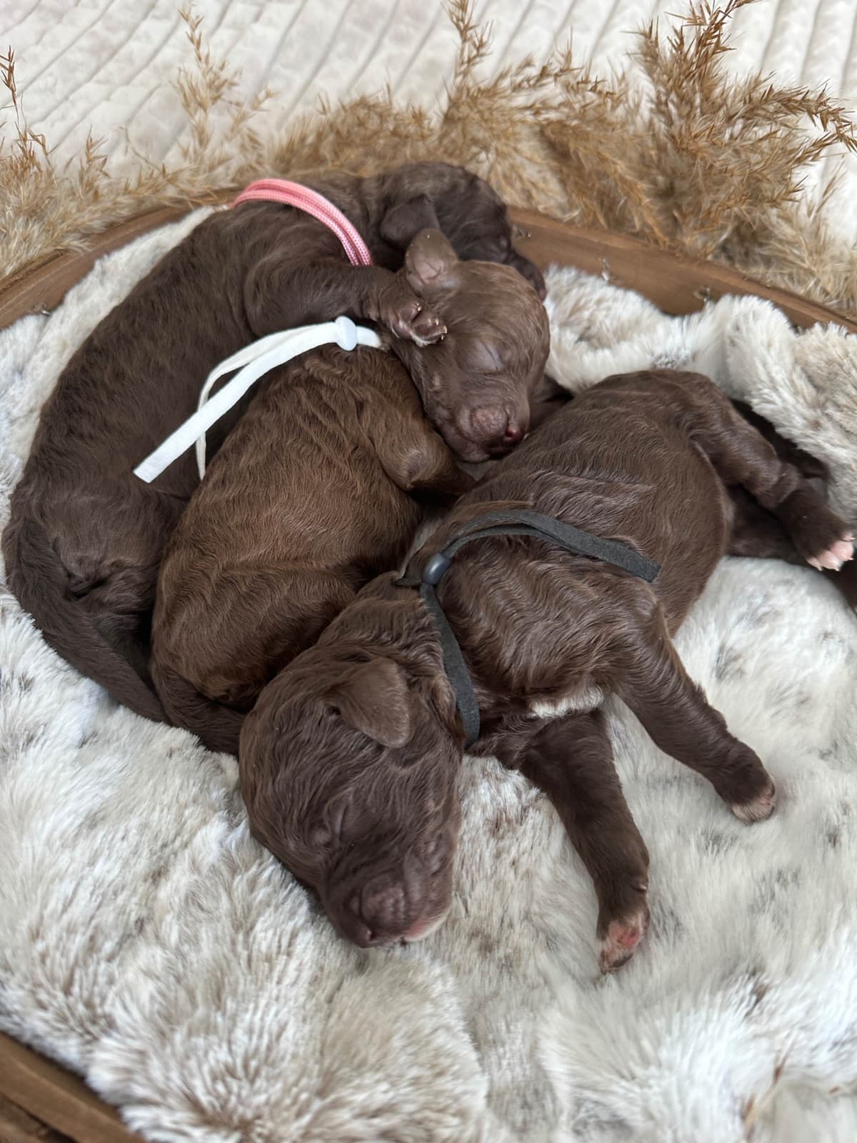Poodle Puppies breeder image 17