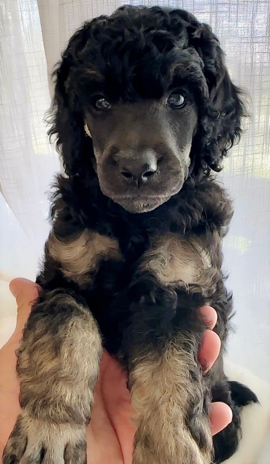 Poodle Puppies breeder image 19