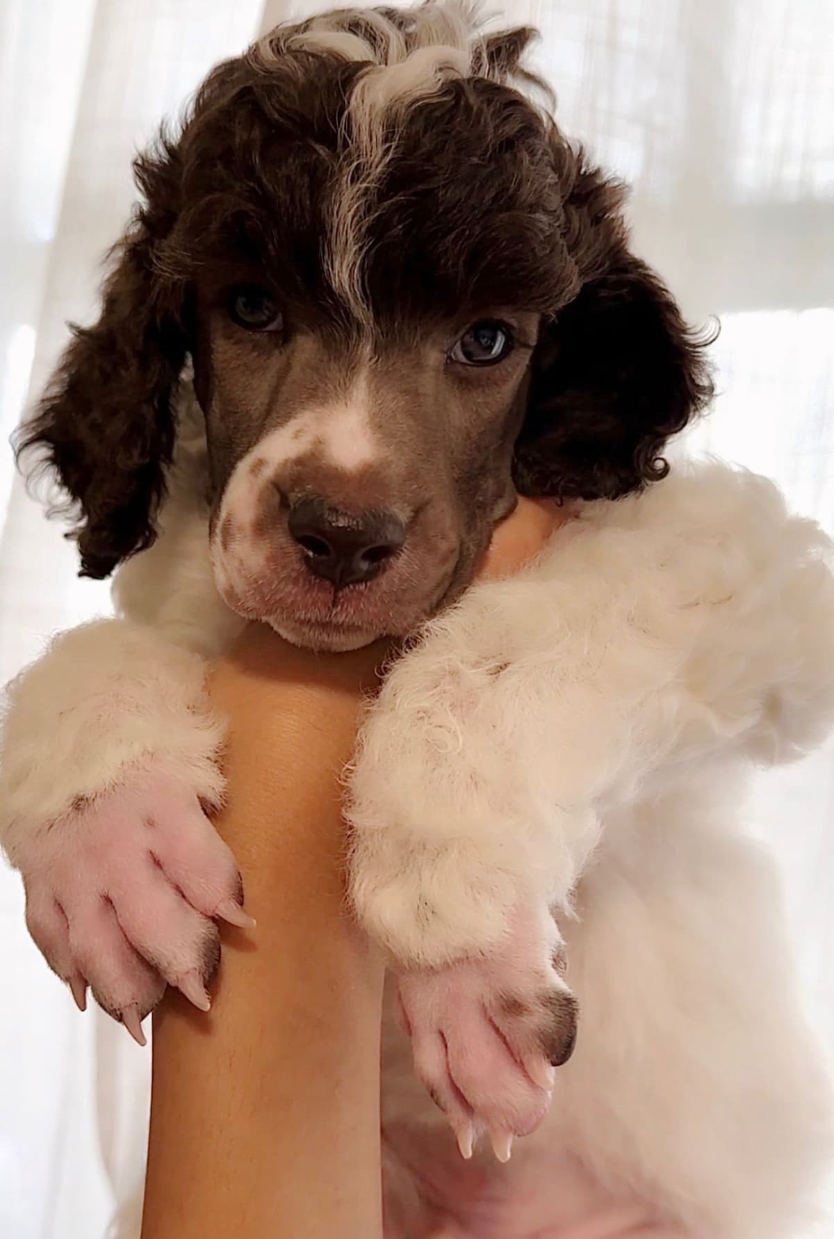 Poodle Puppies breeder image 20