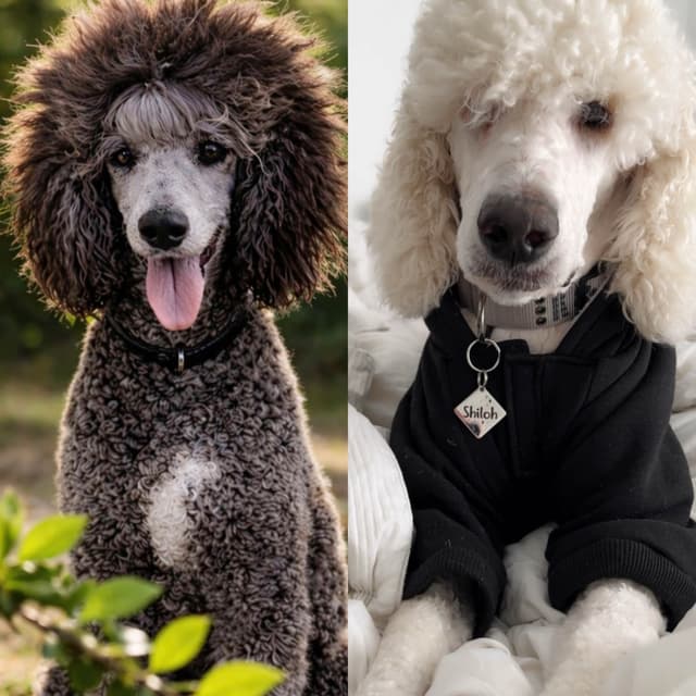 Poodle Puppies media 3