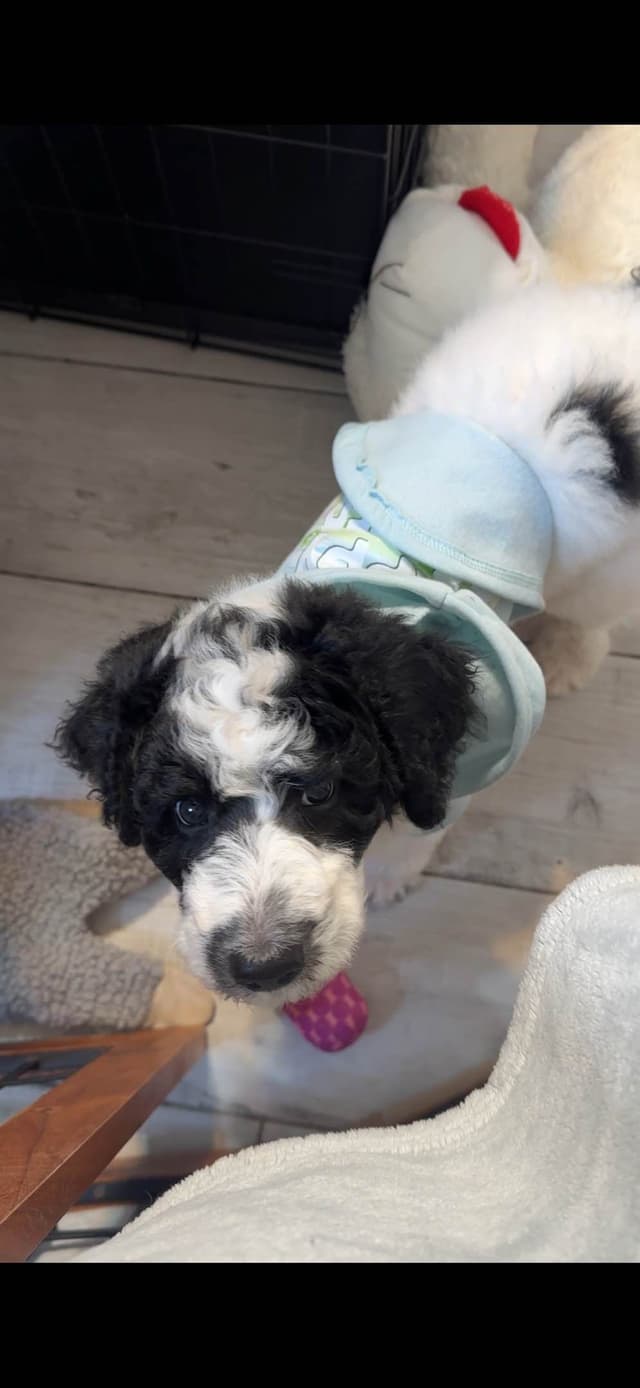 Poodle Puppies media 4