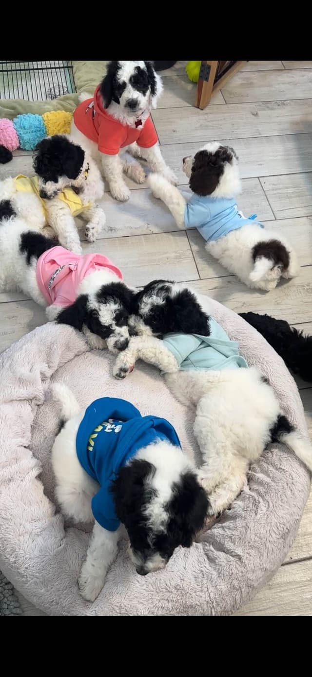 Poodle Puppies media 6