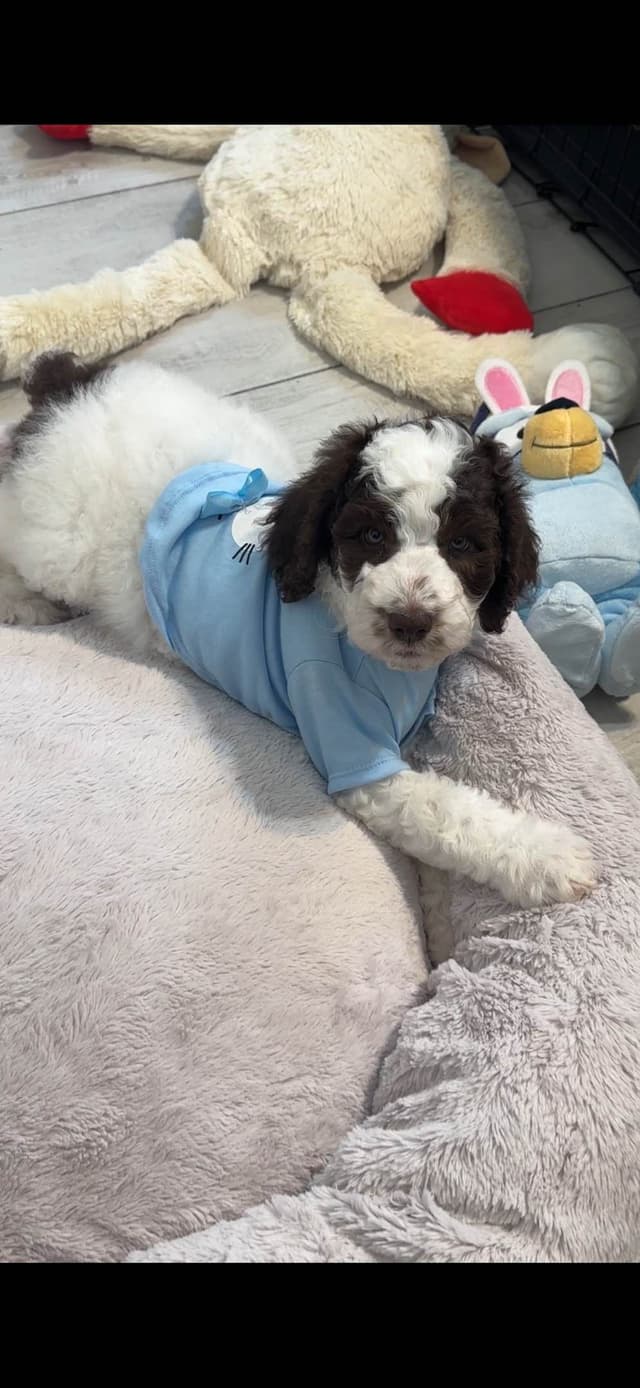 Poodle Puppies media 7