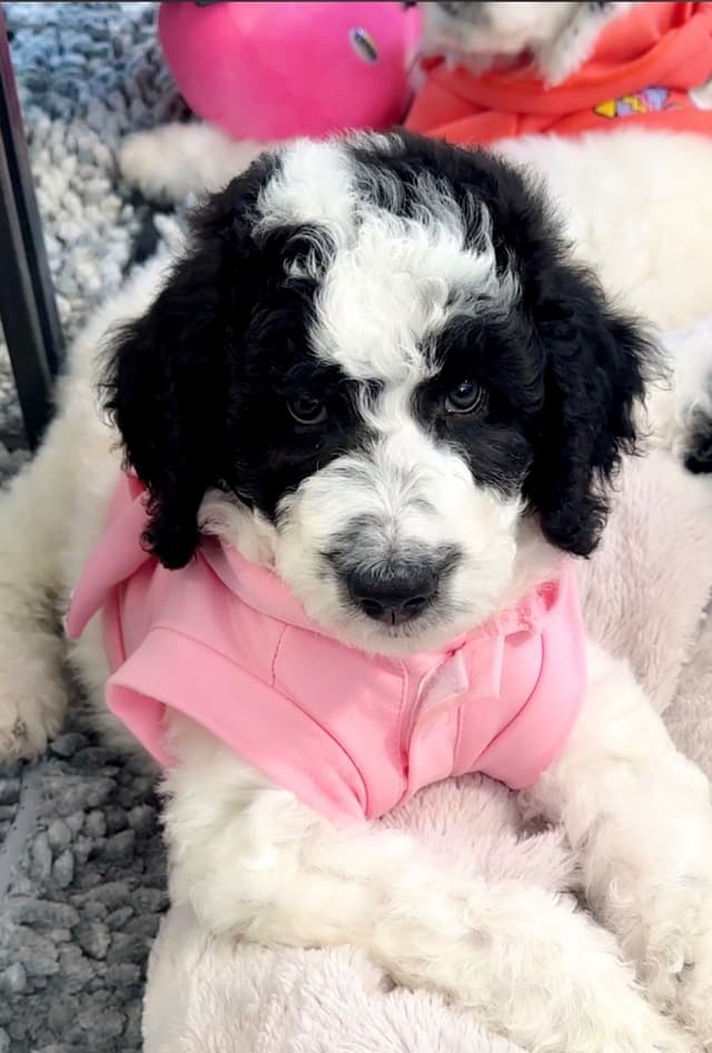Poodle Puppies media 12