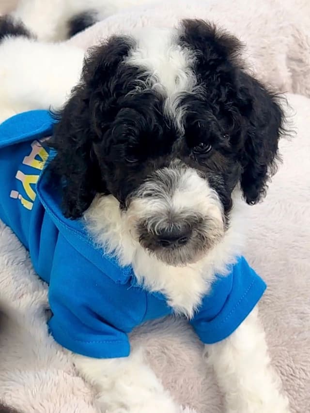 Poodle Puppies media 8