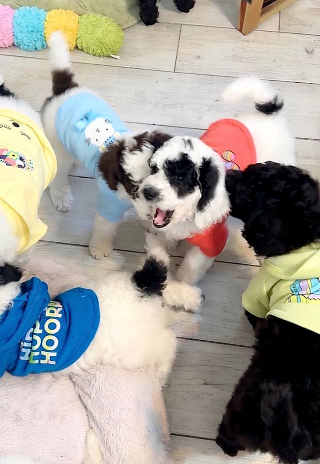 Poodle Puppies media 11