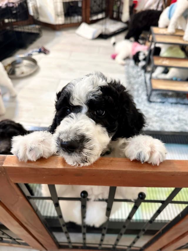 Poodle Puppies media 10