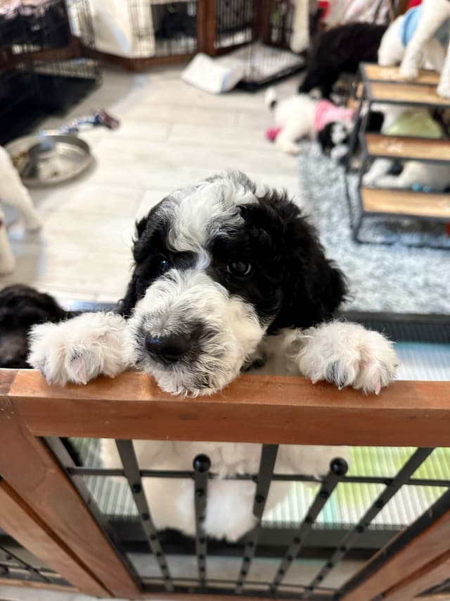 Poodle Puppies media 14