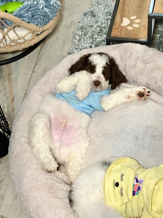 Poodle Puppies media 13