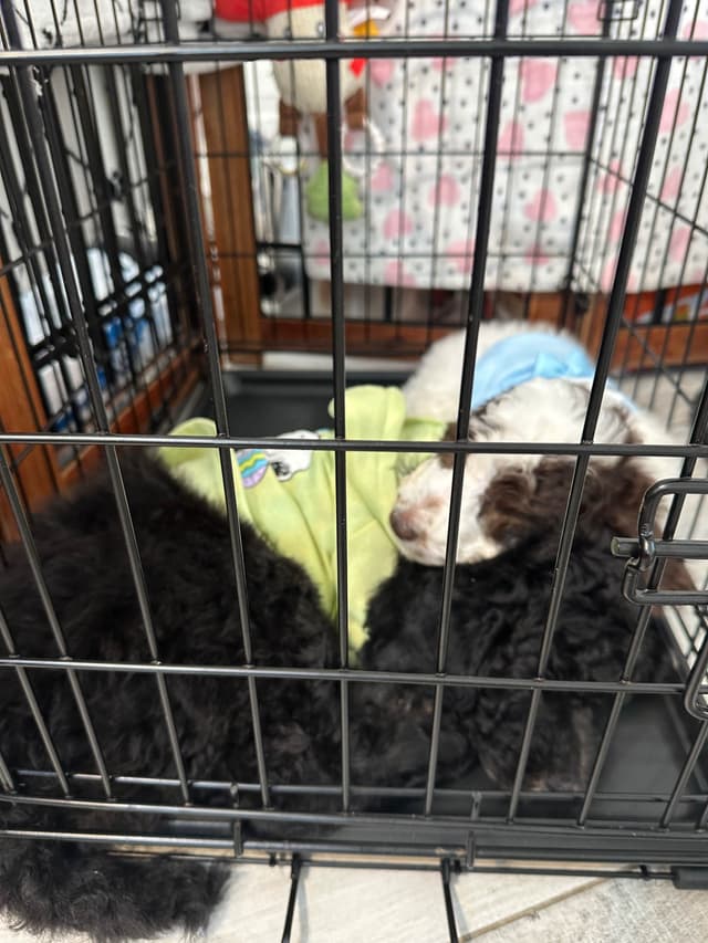 Poodle Puppies media 15