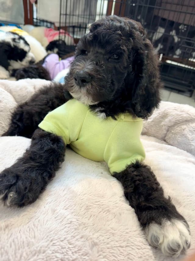 Poodle Puppies media 17