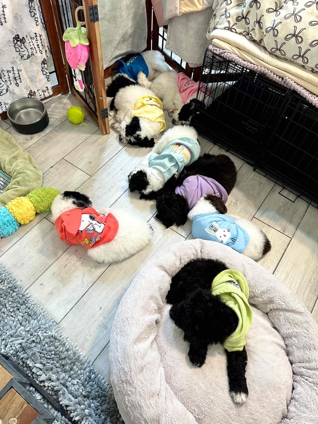 Poodle Puppies media 18