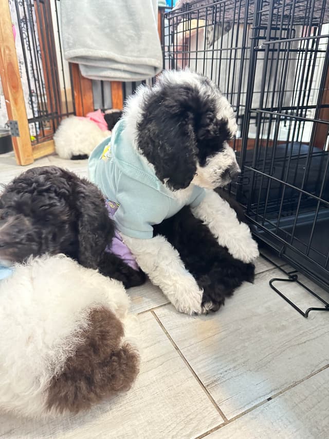 Poodle Puppies media 19