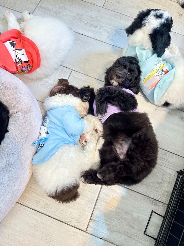 Poodle Puppies media 20