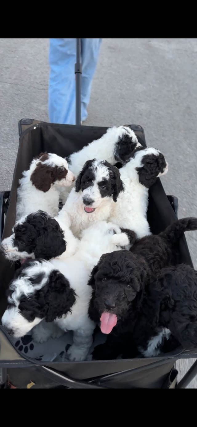 Poodle Puppies media 23