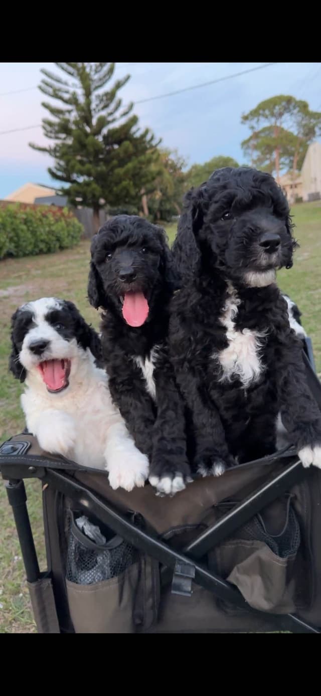 Poodle Puppies media 22