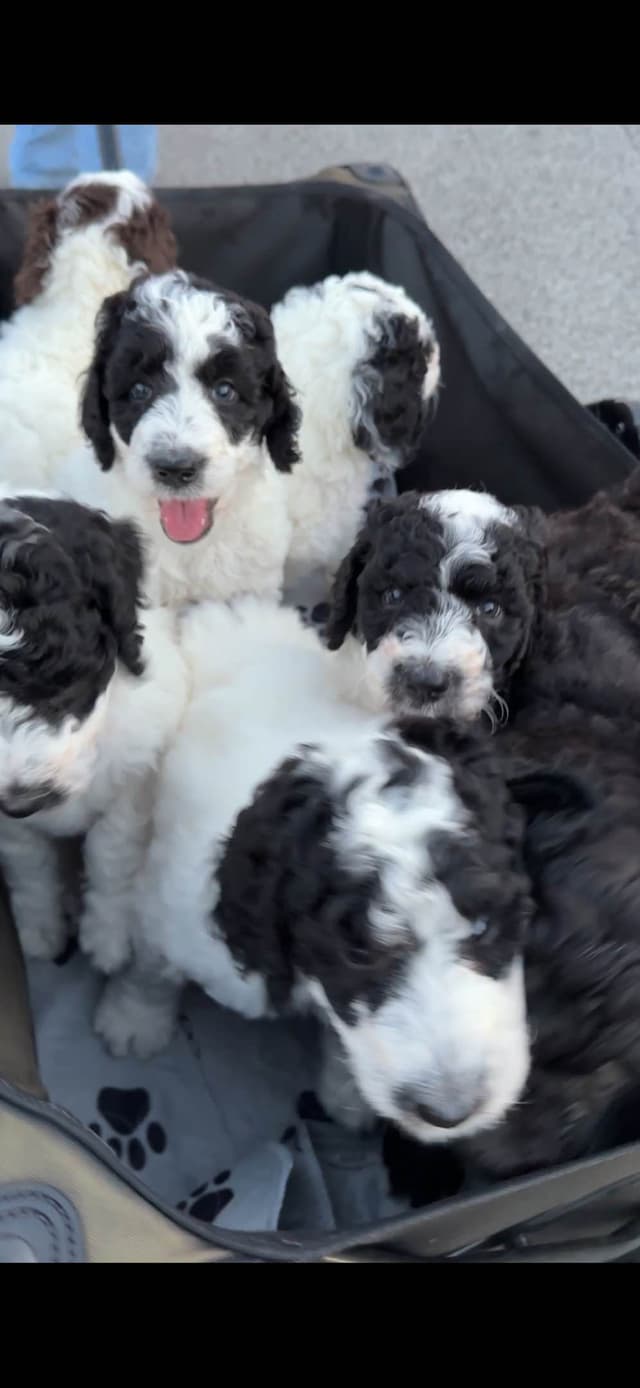 Poodle Puppies media 21