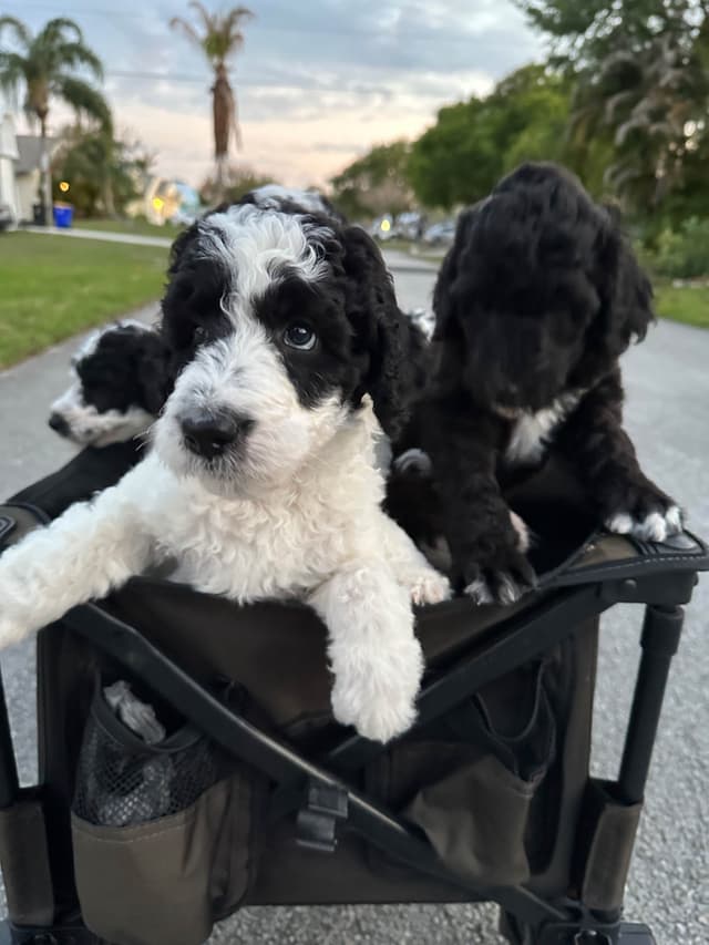 Poodle Puppies media 24