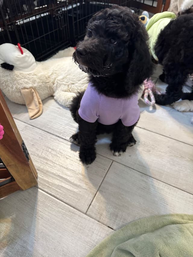 Poodle Puppies media 25