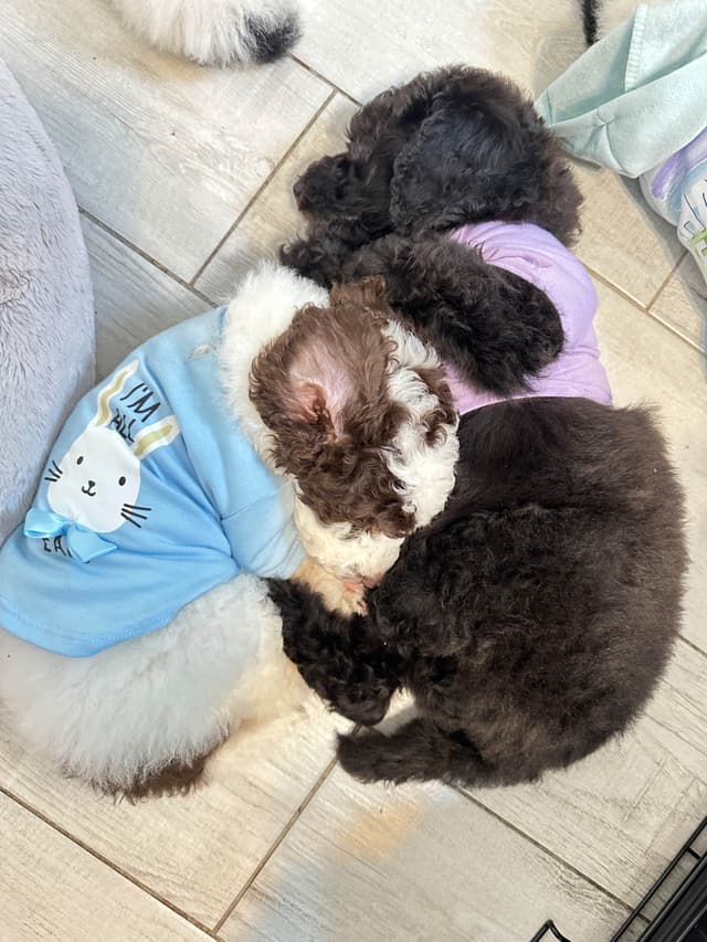 Poodle Puppies media 26