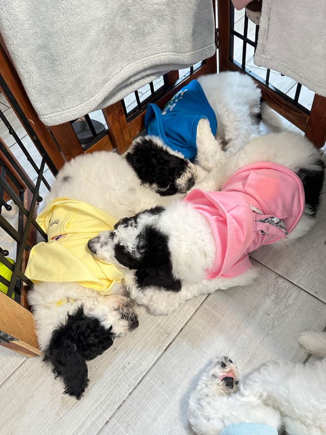 Poodle Puppies media 28