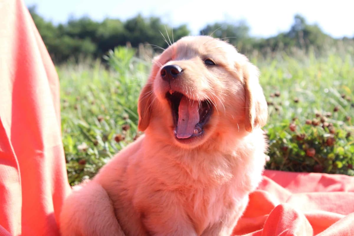Golden Retriever Puppies breeder image 1